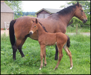 Honeybrook Lauranda and Blacklaw Laurentic